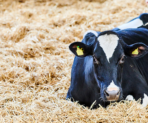 Cow resting on some hay